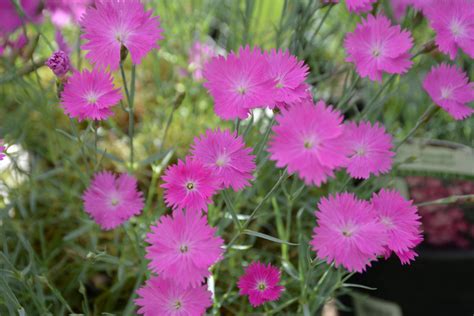 The Magical Transformation of the Flame Witch Dianthus